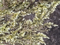 Ctenidium molluscum