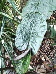 Xanthosoma violaceum