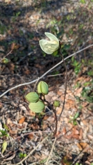 Asimina reticulata