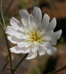 Atrichoseris platyphylla