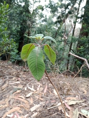 Fuchsia boliviana
