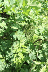 Campanula bononiensis