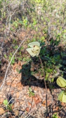 Asimina reticulata