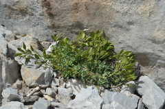 Draba dubia