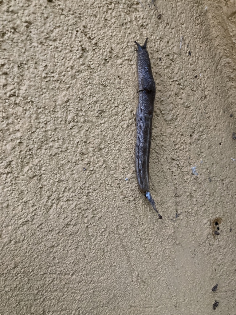 Tailed Snails from Masindi, Uganda on February 07, 2023 at 0707 AM by