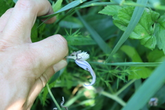 Clematis integrifolia