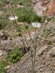Atrichoseris platyphylla