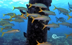 Mulloidichthys martinicus