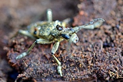 Rhagium mordax
