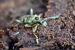 Rhagium mordax