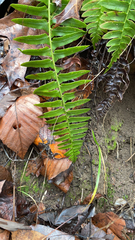 Polystichum imbricans
