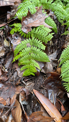 Dryopteris intermedia