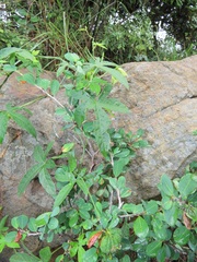 Dalechampia capensis