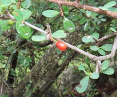 Erythroxylum delagoense