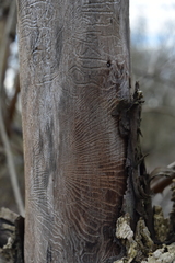 Scolytus
