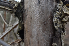 Scolytus