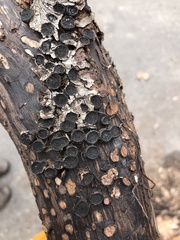 Biscogniauxia marginata