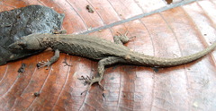 Panama Teiid photo 5