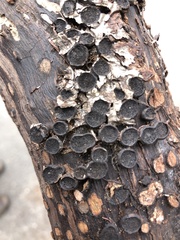 Biscogniauxia marginata