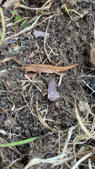 Lissotriton