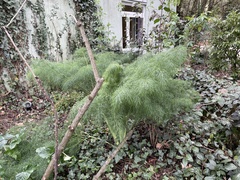 Ferula glauca