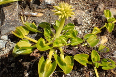 Caltha sagittata