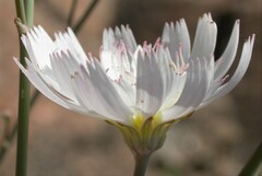 Atrichoseris platyphylla