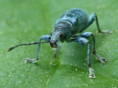 Phyllobius pomaceus