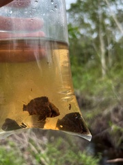 Nandus nebulosus