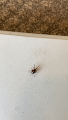 Steatoda triangulosa