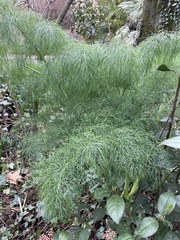Ferula glauca
