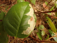 Cameraria gaultheriella