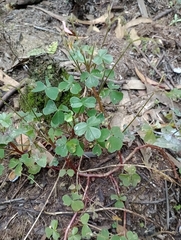 Oxalis spiralis