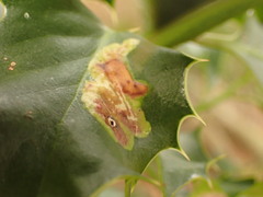Phytomyza ilicis