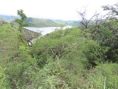 Heteropyxis natalensis