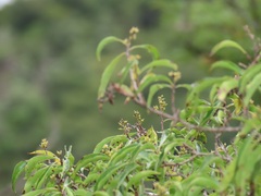 Heteropyxis natalensis