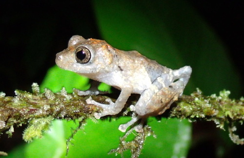 Pristimantis pardalis