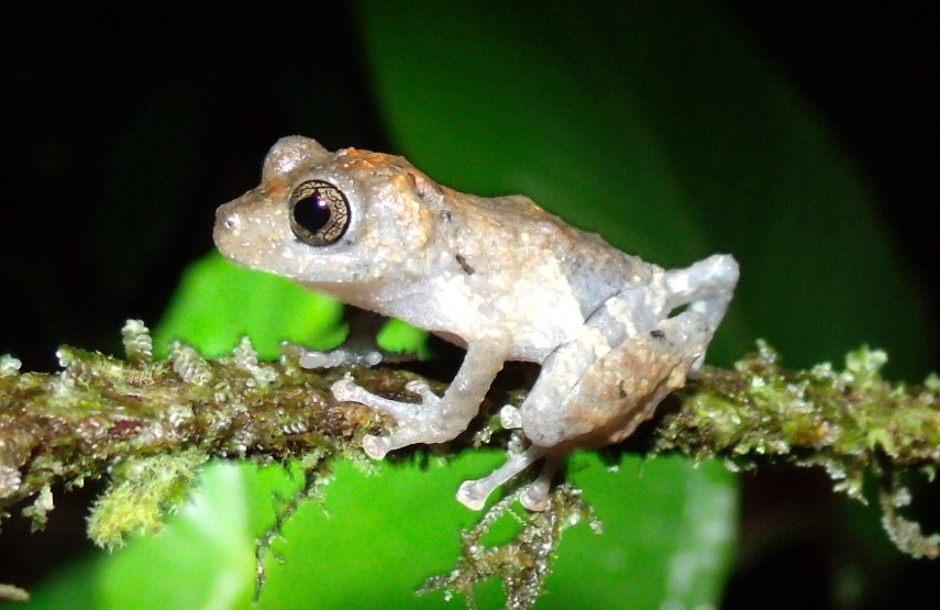 Pristimantis pardalis (Barbour, 1928)