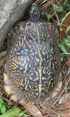 Terrapene carolina