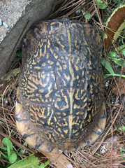 Terrapene carolina