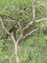 Heteropyxis natalensis