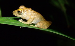 Pristimantis cerasinus