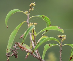 Heteropyxis natalensis