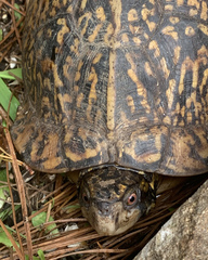 Terrapene carolina