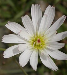 Atrichoseris platyphylla