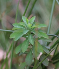 Euphorbia helioscopia