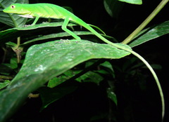 Anolis ibanezi