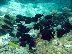 Acanthurus auranticavus
