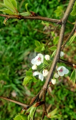 Pyrus calleryana