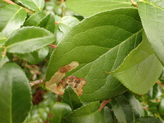 Cameraria gaultheriella